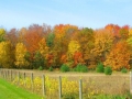 fall-colors-wi