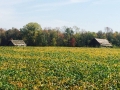 scene