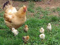 05-21-10_hen-baby-chickens_0632