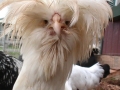 Sarah-the-Chicken