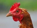 chicken