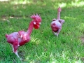 featherless_chicken1