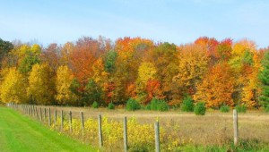 fall-colors-wi